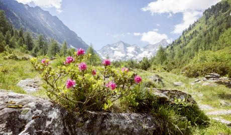 Alpenrosenblüte im Pongau